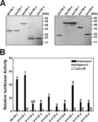 Although the text and illustrations for the process were all created by myself, there are a. Toll Family Members Bind Multiple Spatzle Proteins And Activate Antimicrobial Peptide Gene Expression In Drosophila Journal Of Biological Chemistry