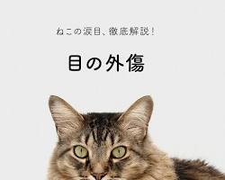 猫の目の外傷の画像