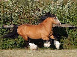 Lake ridge gypsy vanner horses. The Seven Most Beautiful Horse Breeds In The World