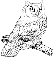 Inquiry Model Guide Owl Coloring Pages Owls Drawing Animal Coloring Pages