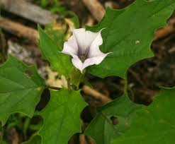 Image result for Datura stramonium