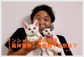 Нигорикава ацуси / nigorikawa atsushi / 濁川敦. ã‚µãƒ³ã‚·ãƒ£ã‚¤ãƒ³æ± å´Žã®çŒ« é¢¨ç¥žé›·ç¥ž ã®ç¨®é¡žã‚„æ€§åˆ¥ã¯ å‡ºä¼šã„ã¯çŒ«ã®æ£® Yu First