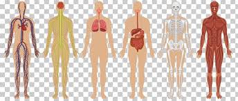 Check spelling or type a new query. Human Body Organ System Muscular System Png Clipart Abdomen Anatomy Arm Back Body Free Png Download