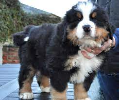 Maybe you would like to learn more about one of these? Bernese Puppies Holebrook Farm Bernese Mountain Dog Puppy Mountain Dogs Puppies