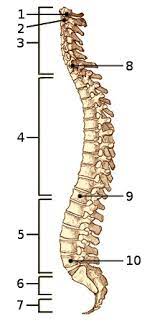 Take a sneak peak at the movies coming out this week (8/12) mondays at the movies: Free Anatomy Quiz The Spine Quiz 1