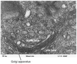 We did not find results for: Golgi Apparatus Wikiwand