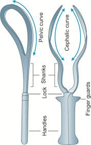 Kielland (rotational) forceps can be applied to the fetal head in parallel with the sagittal suture (cephalic adaptation), and it has the following structural features: Jaypeedigital Ebook Reader