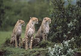 Check spelling or type a new query. Wallpaper 1280x893 Px Animal Images Baby Animals Cool Pictures Cute Animals Cuties Hd Images Pet Photos Wallpaper Wild Desktop Images Wild Photos 1280x893 Wallhaven 803161 Hd Wallpapers Wallhere