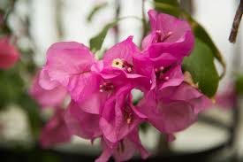 Bougainvillea, james walker bougainvillea, paperflower. Bougainvillea Plant Talk