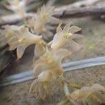 Image result for Diaphananthe bidens