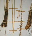 Image result for Eriochloa macclounii