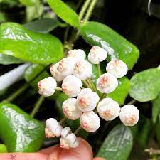 From general topics to more of what you would expect to find here, uncommonplant.com has it all. Hoya Rotundiflora For Sale Canada