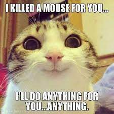 Joke4fun Memes Obsessed Cat Anak Kucing Lucu Gambar Hewan Lucu Humor Hewan Lucu