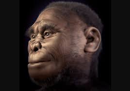 Un estudio vincula el estrés climático con la desaparición de una de las  primeras especies humanas: el Homo floresiensis