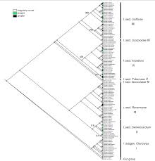 Image result for Impatiens stuhlmannii