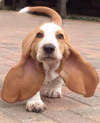Pin By Elisa Chaveznava On Basset Hounds Cute Dogs Hound Puppies Cute Animals
