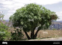 Image result for Cussonia zimmermannii