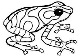 Free jungle clipart black and white, download free clip art. Commercial Clipart Rainforest Wildlife In Black And White By Visual Teacher