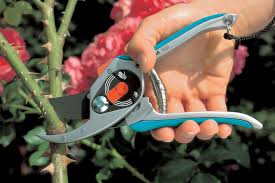 5.2 welche hausmittel eignen sich, um rosen zu düngen? Rosen Richtig Schneiden Gartentraume