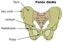 Shoulder girdle, upper limb (arm, hand), pelvic girdle, lower limb (leg, foot). Seer Training Appendicular Skeleton 126 Bones