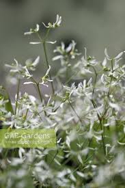 Image result for Euphorbia graminea