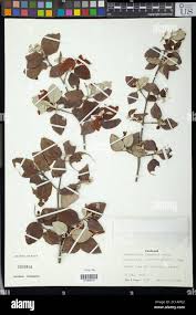 Image result for Androstachys