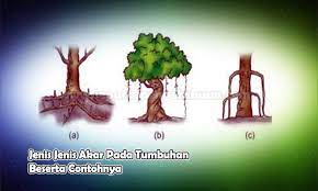 Akar ini hanya terdapat pada tumbuhan yang memanjat, contohnya seperti pada tumbuhan lada dan sirih. Jenis Jenis Akar Pada Tumbuhan Dan Contohnya Bahas Lengkap