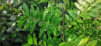 Image result for Ptaeroxylon obliquum