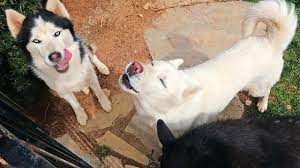 Husky Howling At Fire Truck Siren Youtube