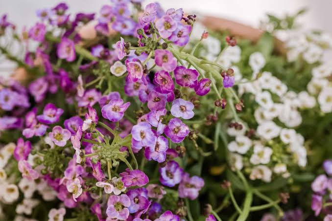 How to Grow and Care for Sweet Alyssum