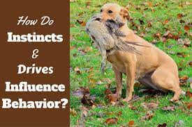 Dog Instincts And Drives How They Influence Labrador Behavior