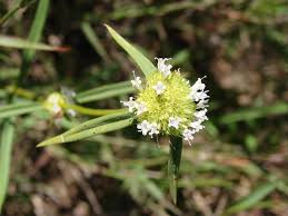 Image result for Mitracarpus