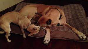 My Dog Wants To French Kiss Your Dog Why Dogs Lick Other Dogs Faces The Dog People By Rover Com
