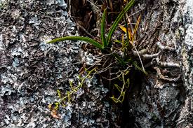 Image result for Ypsilopus erectus