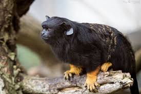Red Handed Tamarin Little Black Monkey Of The South American Jungle With Yellow Gold Hands Or Red Orange Hands Eats Weird Animals American Animals Animals