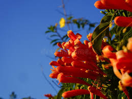 Image result for Pyrostegia