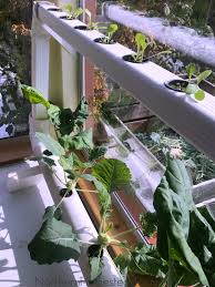 Alibaba.com allows you to acquire. N F T Downspout Hydroponics Setup Northern Homestead