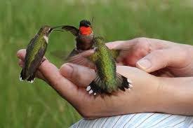 Bingung memilih jenis burung kenari sebagai hewan peliharaan atau kontes lomba? Cara Melatih Sogok Ontong Dan Kolibri Ninja Makan Kroto Maskicau Net