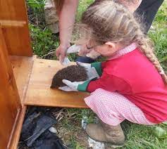 No, hedgehogs are good swimmers! How Do I Get A Hedgehog In My Garden Hedgehog Street