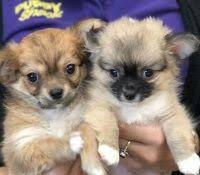 Puppy Shack Puppies For Sale Brisbane Queensland Beagle Bichon X Cavalier King Charles Spaniel Cavoodle Chihuahua Fox Terrier Puppies Puppies For Sale