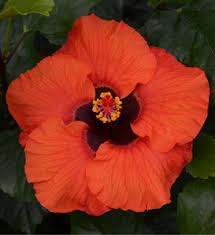 Image result for Hibiscus engleri
