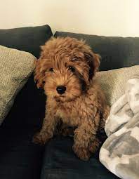 Easy Solutions To Dogs That Are Simple To Follow Beka Host Everything About Dogs And Dogs Care F1b Mini Goldendoodle Cute Baby Animals Mini Goldendoodle