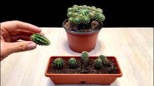 How do mealybug infestations affect indoor cacti? How To Grow Baby Cactus Very Easy Youtube