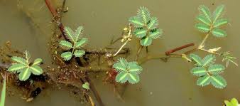 Image result for Neptunia oleracea