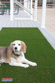 Pregra Artificial Pet Turf Pet Turf Artificial Grass Artificial Turf