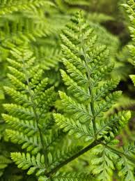 Image result for Dryopteridaceae