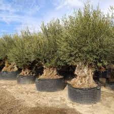 Bonsai L Maslina - obujam debla 150/175 cm - Plant Olive