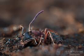 Image result for Anthericopsis