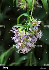 Image result for Cestrum × cultum