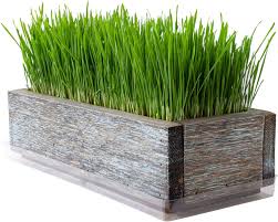 So what exactly is wheatgrass? Amazon Com Reclaimed Barnwood Style Planter Wheatgrass Kit Aged Brown Grow Wheat Grass For Pet Dog Cat Grass Decorative Ornamental Juice Organic Seeds Garden Outdoor